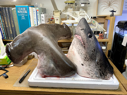標本 勉強机 サメ