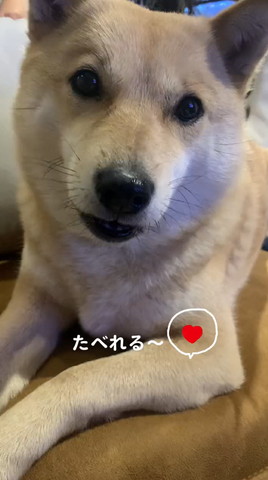 くつろいでるワンコ