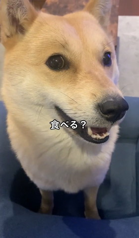 チラッとカメラ目線ワンコ