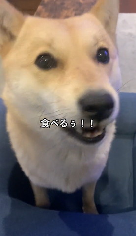 お喋りしてぶれてるワンコ