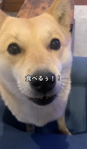 アップのワンコ