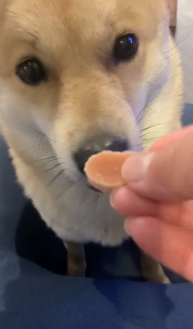 おやつ見てるワンコ