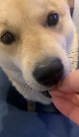 食べてるワンコ