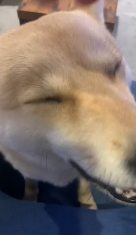 目つむって笑ってるワンコ