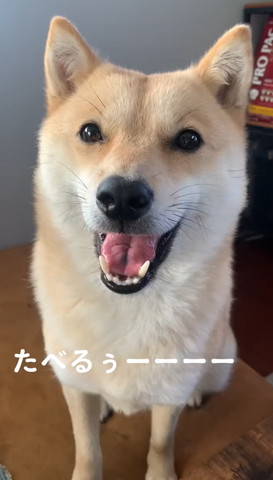 笑顔でお座りワンコ正面