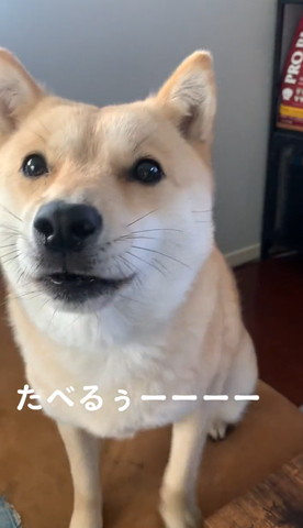 だいしゅきたりないよテロップ