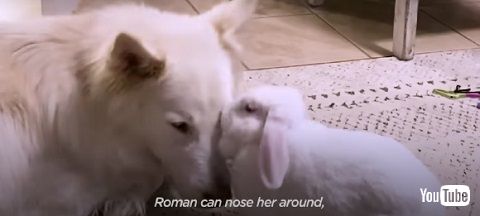 ウサギとワンコ