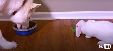 ウサギとワンコ