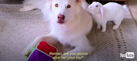 ウサギとワンコ