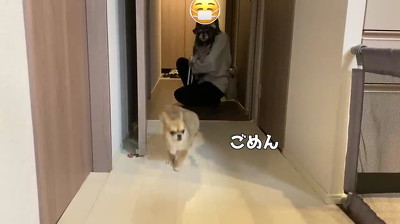 犬