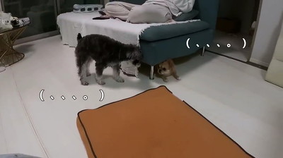 犬