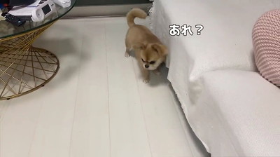 犬