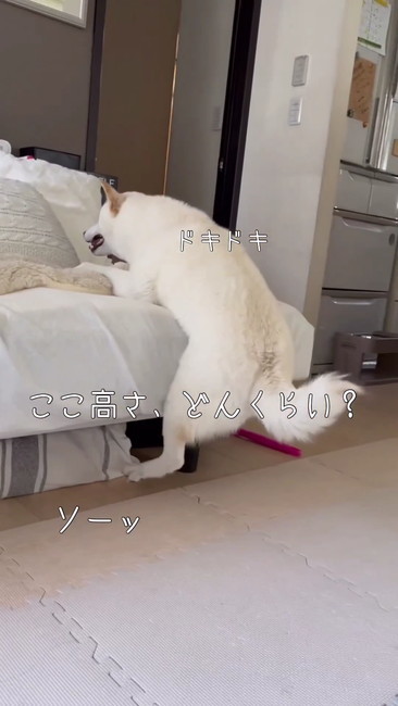 高さどのくらい？