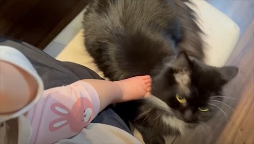 さりげなく姉妹に寄り添う猫ちゃん