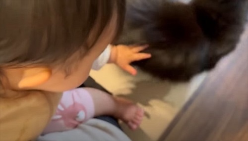 さりげなく姉妹に寄り添う猫ちゃん