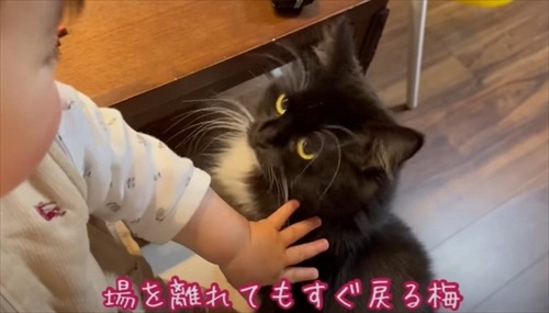 さりげなく姉妹に寄り添う猫ちゃん
