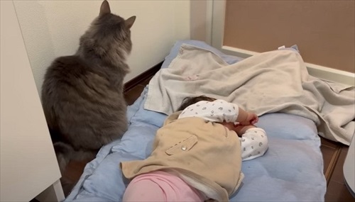 さりげなく姉妹に寄り添う猫ちゃん