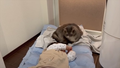 さりげなく姉妹に寄り添う猫ちゃん