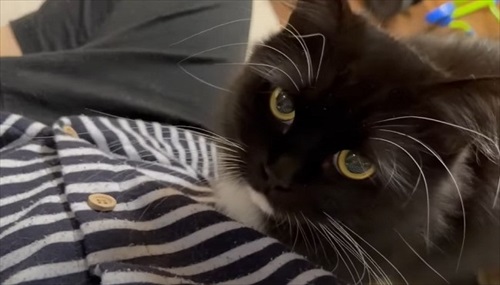 さりげなく姉妹に寄り添う猫ちゃん