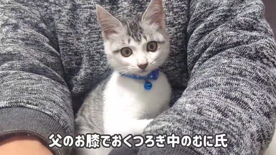 膝上の子猫
