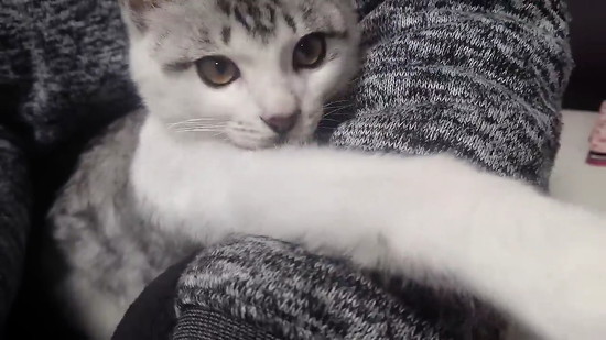 前足を伸ばす子猫