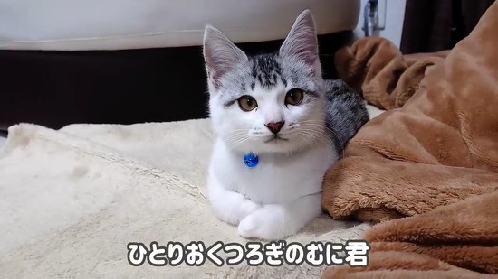 座る子猫