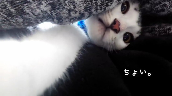 寄ってくる子猫