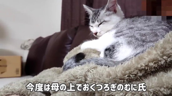 母に甘える子猫