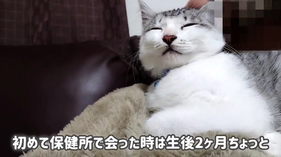 目つむる子猫