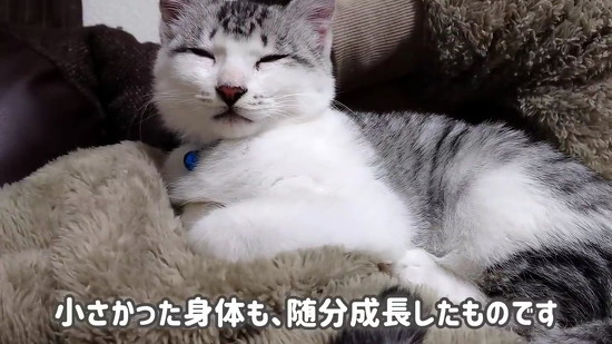 大きくなった子猫