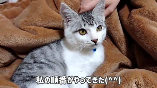 ゴロゴロする子猫