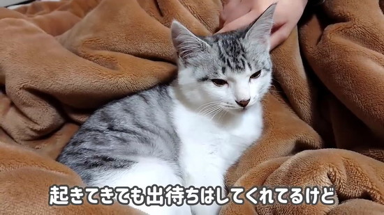 下向く子猫
