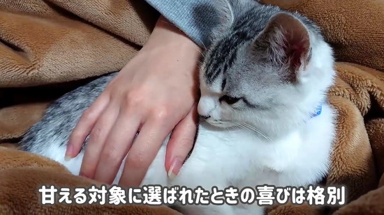 横向く子猫