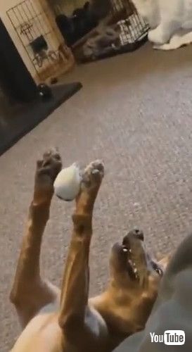 ボールを持ったまま止まった犬