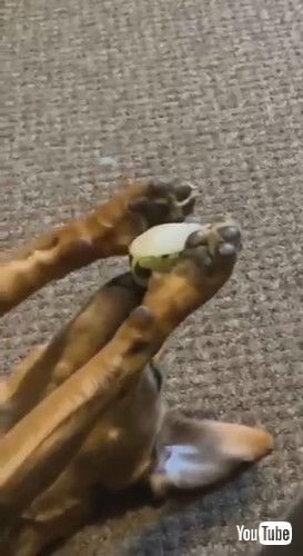 ボールを持ったまま止まった犬