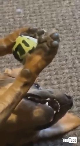 ボールを持ったまま止まった犬