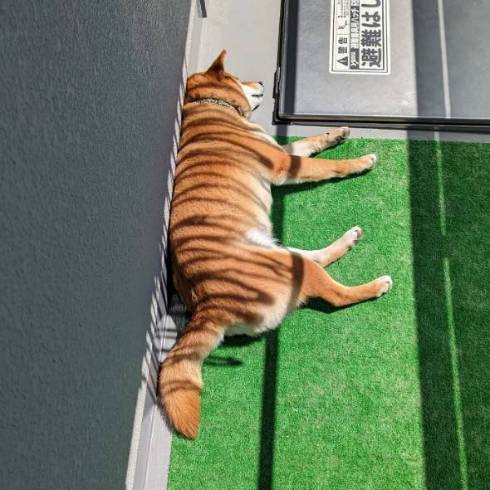 柴犬 トラ こてつくん