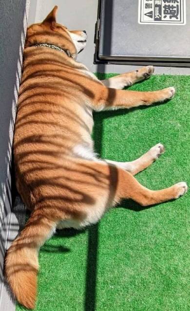 柴犬 トラ こてつくん