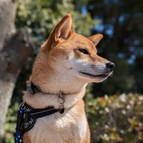 柴犬 トラ こてつくん