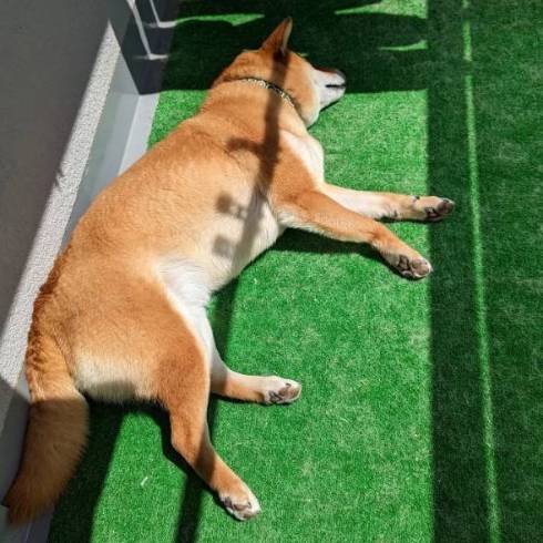 柴犬 トラ こてつくん