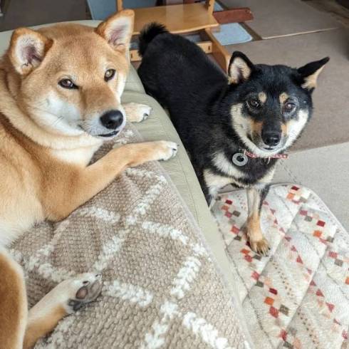 柴犬 トラ こてつくん