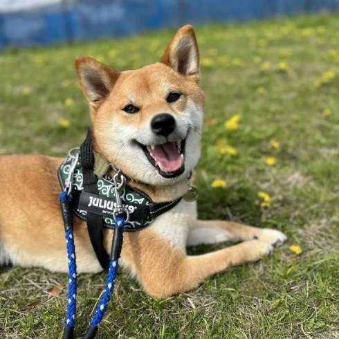 柴犬 トラ こてつくん