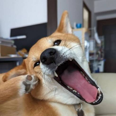 柴犬 トラ こてつくん