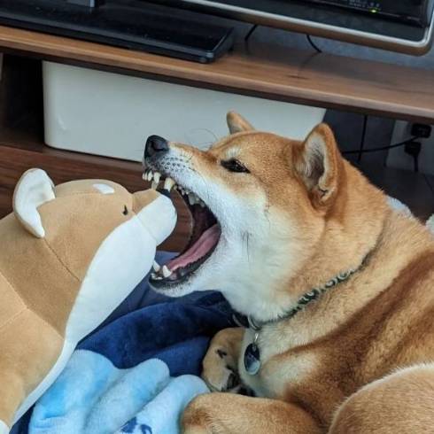 柴犬 トラ こてつくん