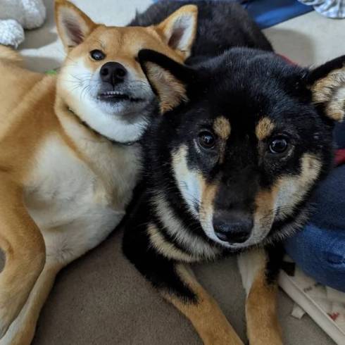 柴犬 トラ こてつくん