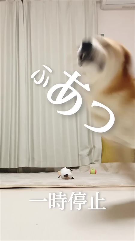 飼い主のステップと笑ってごまかす犬