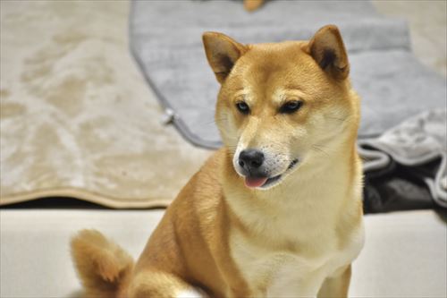 飼い主のステップと笑ってごまかす犬