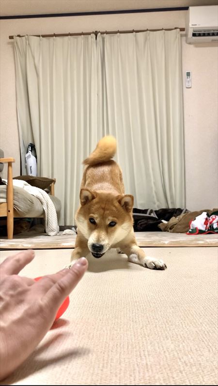 飼い主のステップと笑ってごまかす犬