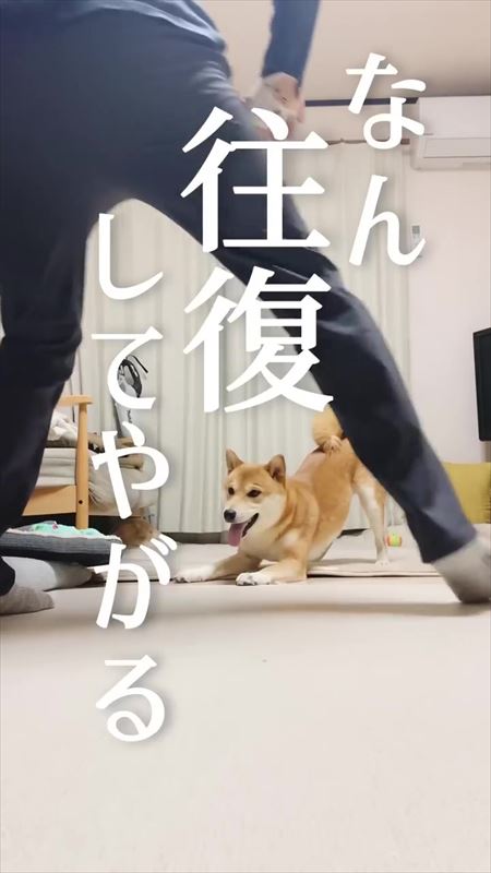 飼い主のステップと笑ってごまかす犬