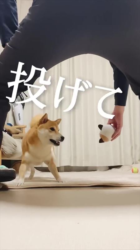 飼い主のステップと笑ってごまかす犬